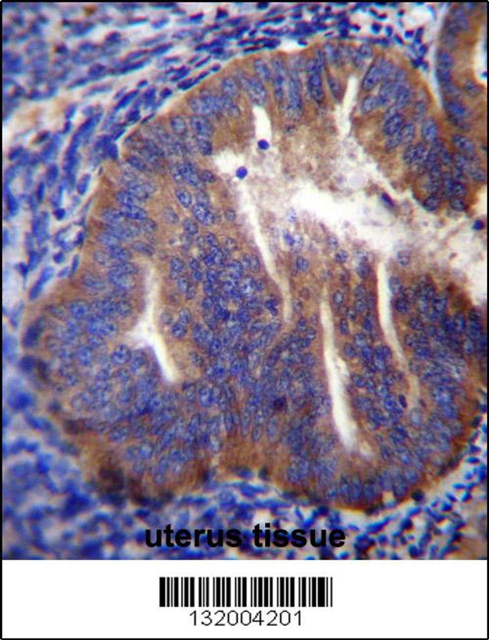 KLC2 Antibody immunohistochemistry analysis in formalin fixed and paraffin embedded human uterus tissue followed by peroxidase conjugation of the secondary antibody and DAB staining.
