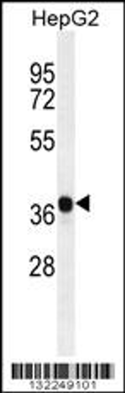 Western blot analysis in HepG2 cell line lysates (35ug/lane) .