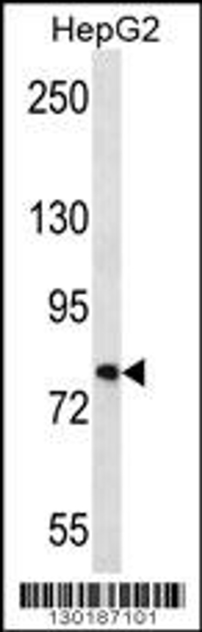 Western blot analysis in HepG2 cell line lysates (35ug/lane) .