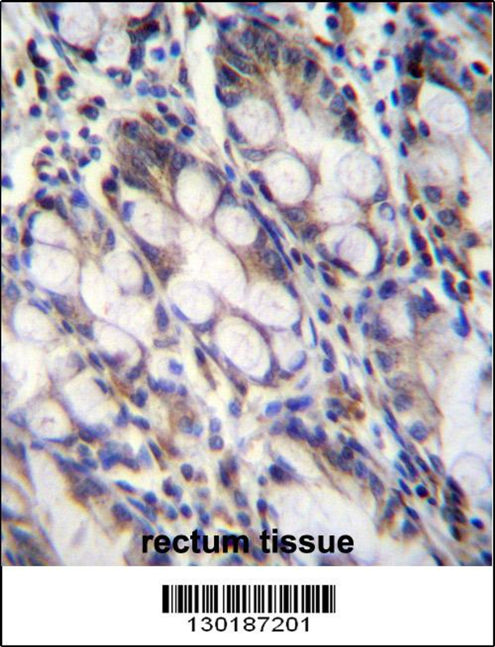 FNDC7 Antibody immunohistochemistry analysis in formalin fixed and paraffin embedded human rectum tissue followed by peroxidase conjugation of the secondary antibody and DAB staining.