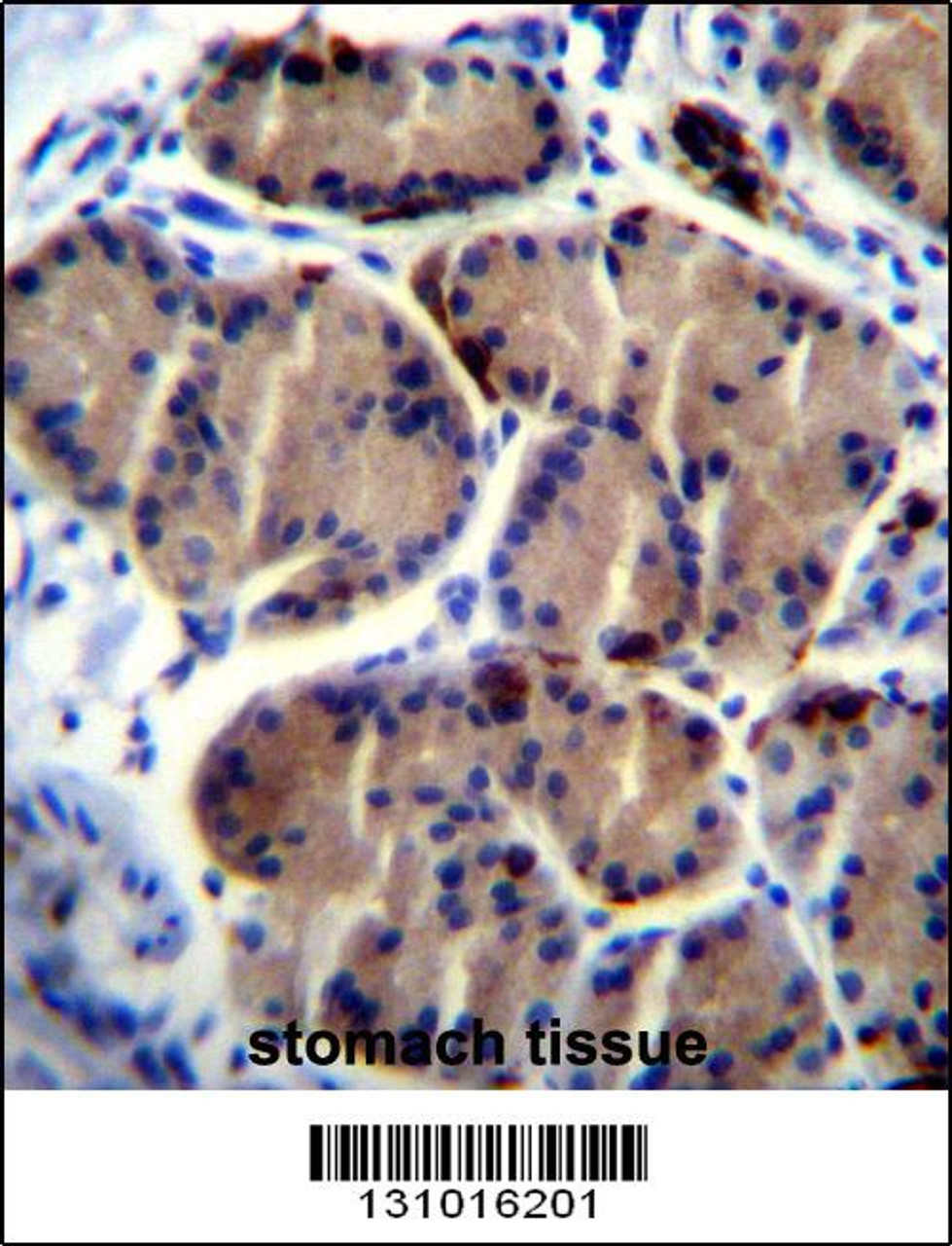 LIPC Antibody immunohistochemistry analysis in formalin fixed and paraffin embedded human stomach tissue followed by peroxidase conjugation of the secondary antibody and DAB staining.