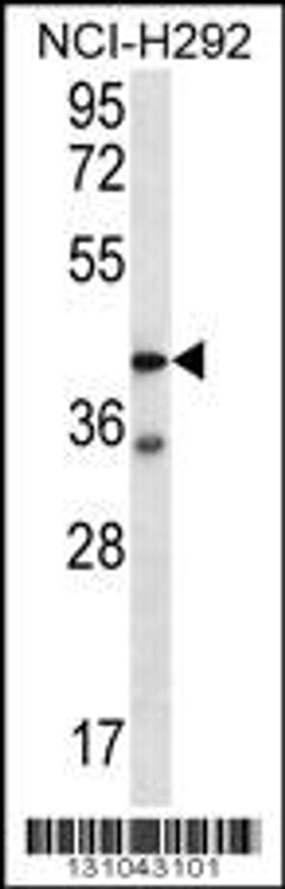 Western blot analysis in NCI-H292 cell line lysates (35ug/lane) .