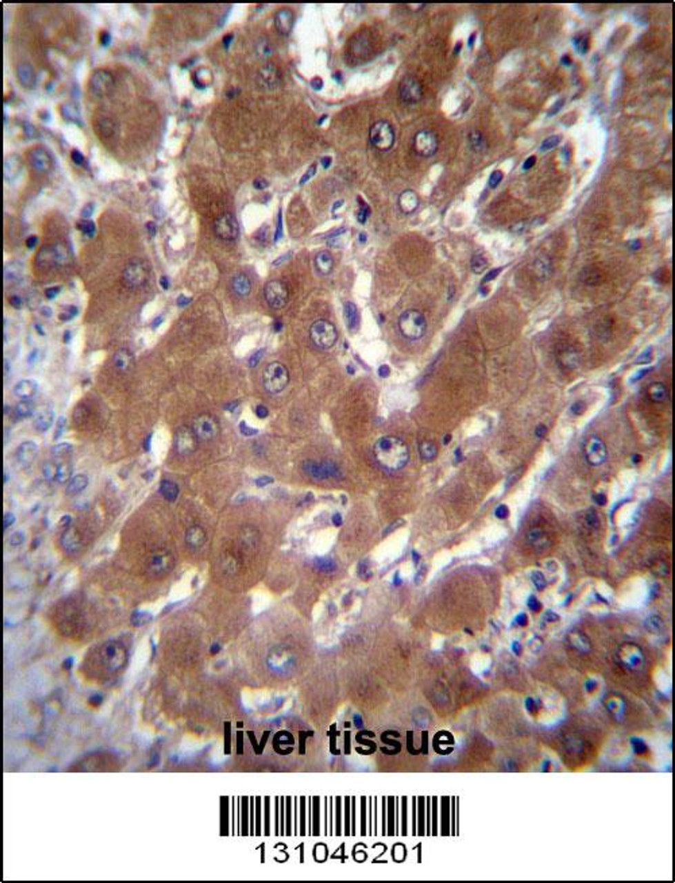 GBA3 Antibody immunohistochemistry analysis in formalin fixed and paraffin embedded human liver tissue followed by peroxidase conjugation of the secondary antibody and DAB staining.