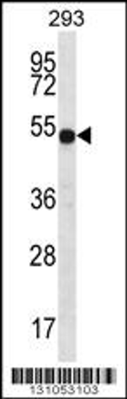 Western blot analysis in 293 cell line lysates (35ug/lane) .