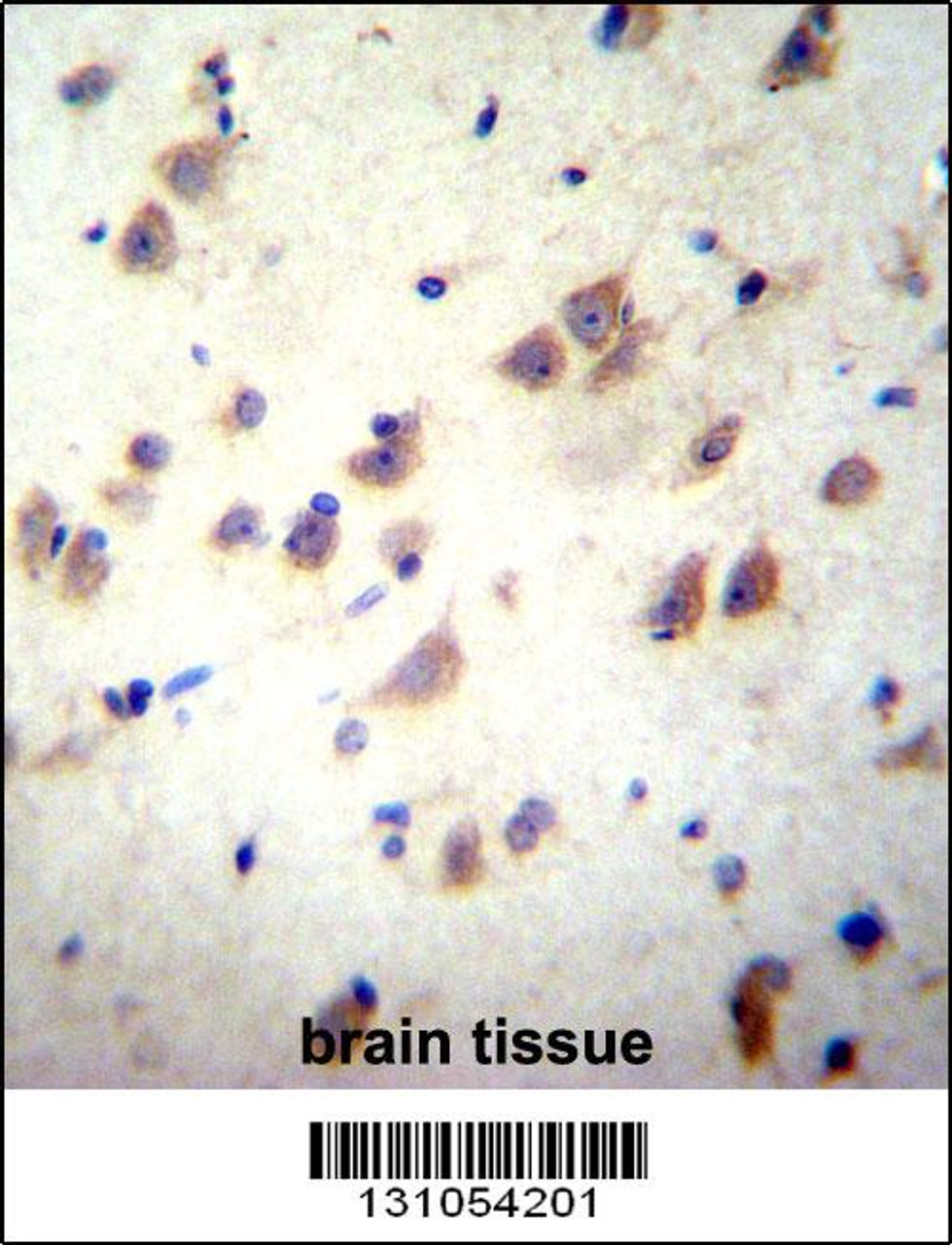 GRIN3B Antibody immunohistochemistry analysis in formalin fixed and paraffin embedded human brain tissue followed by peroxidase conjugation of the secondary antibody and DAB staining.