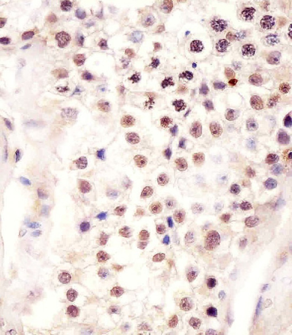 Antibody staining FSTL3 in human testis tissue sections by Immunohistochemistry (IHC-P - paraformaldehyde-fixed, paraffin-embedded sections) .