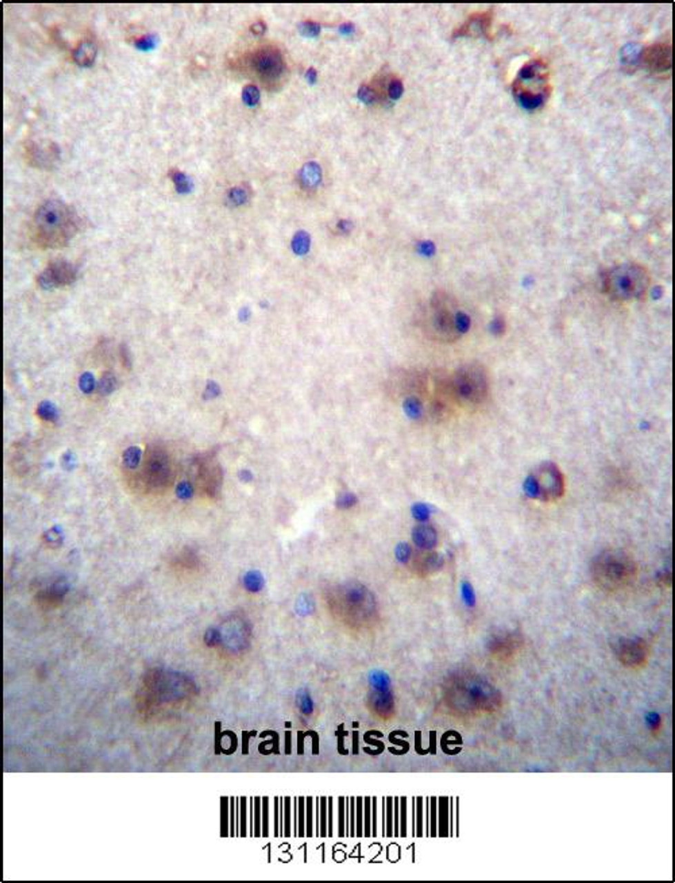 EVPLL Antibody immunohistochemistry analysis in formalin fixed and paraffin embedded human brain tissue followed by peroxidase conjugation of the secondary antibody and DAB staining.
