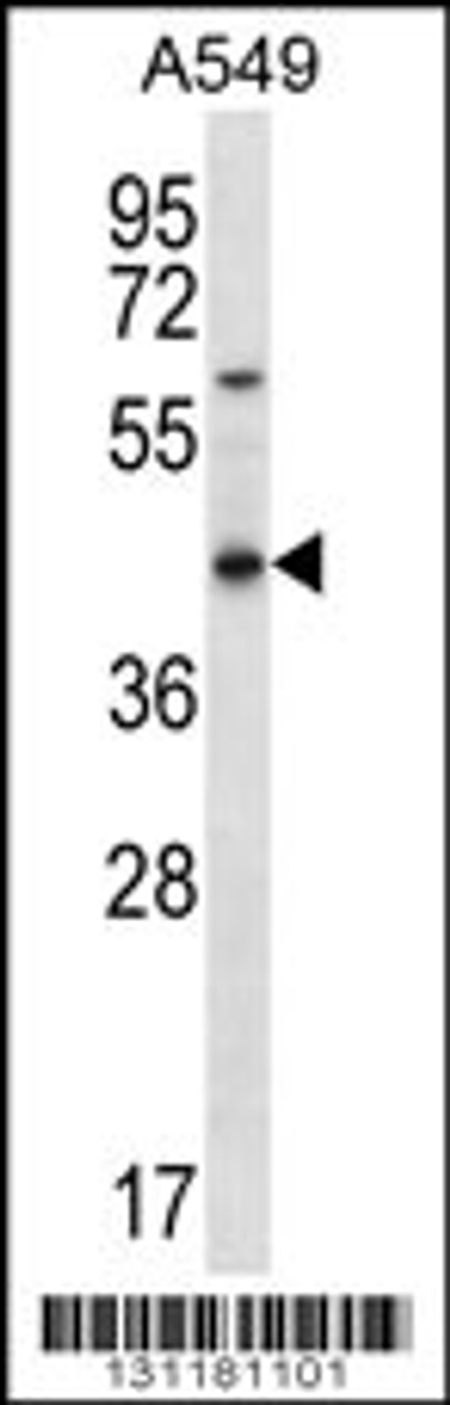 Western blot analysis in A549 cell line lysates (35ug/lane) .