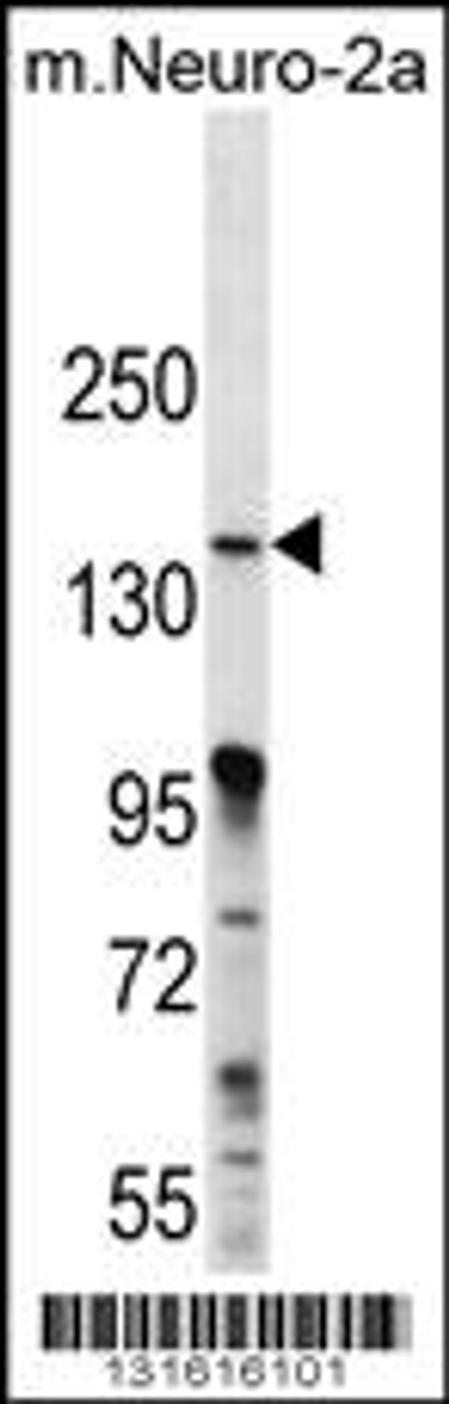 Western blot analysis in mouse Neuro-2a cell line lysates (35ug/lane) .