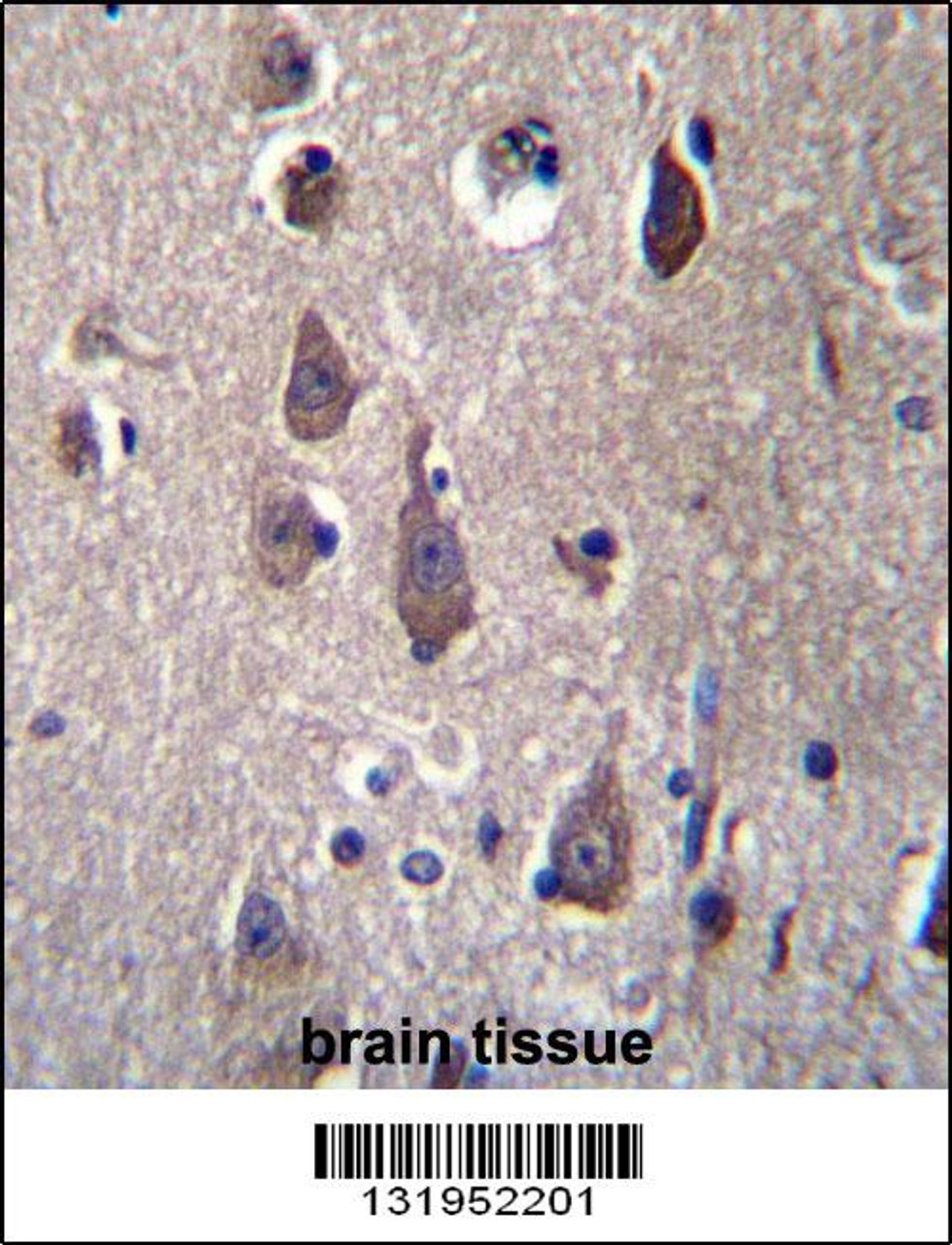 PCDHB12 Antibdy immunohistochemistry analysis in formalin fixed and paraffin embedded human brain tissue followed by peroxidase conjugation of the secondary antibody and DAB staining.This data demonstrates the use of PCDHB12 Antibdy for immunohistochemistry.