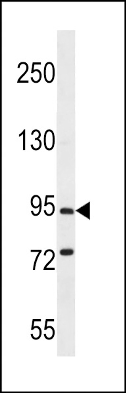 Western blot analysis in mouse brain tissue lysates (35ug/lane) .