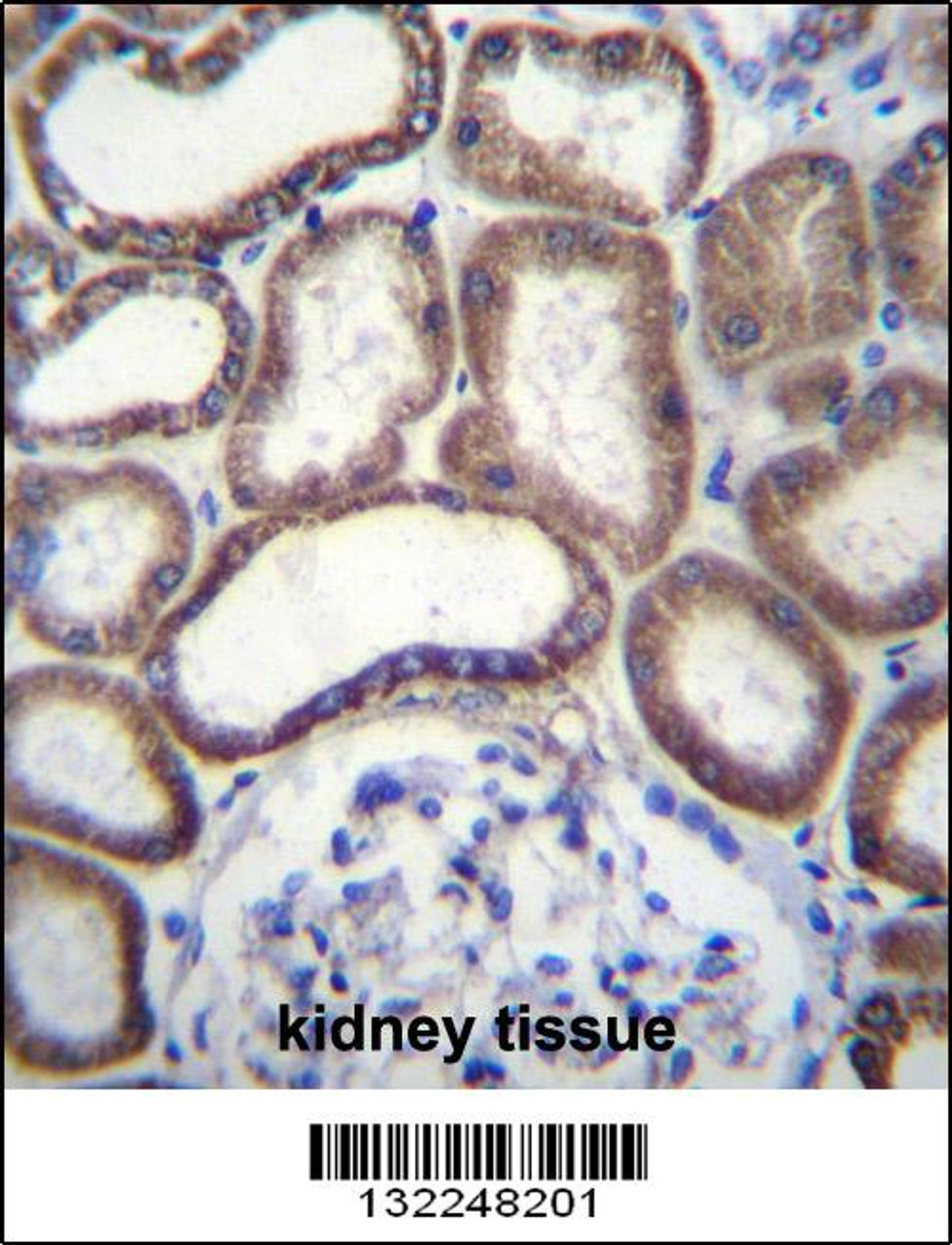 COX6B1 Antibody immunohistochemistry analysis in formalin fixed and paraffin embedded human kidney tissue followed by peroxidase conjugation of the secondary antibody and DAB staining.