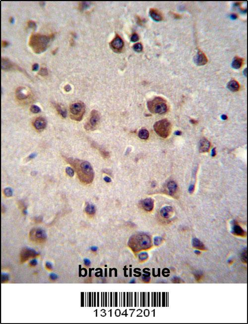 CHST6 Antibody immunohistochemistry analysis in formalin fixed and paraffin embedded human brain tissue followed by peroxidase conjugation of the secondary antibody and DAB staining.
