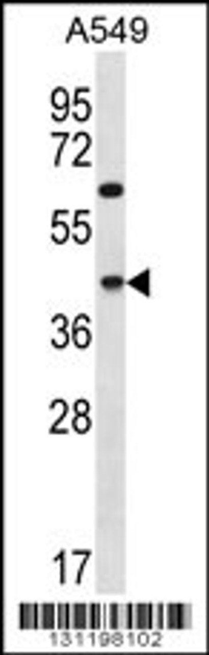 Western blot analysis in A549 cell line lysates (35ug/lane) .