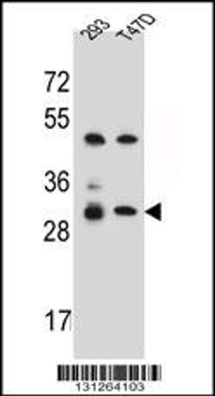 Western blot analysis in 293, T47D cell line lysates (35ug/lane) .