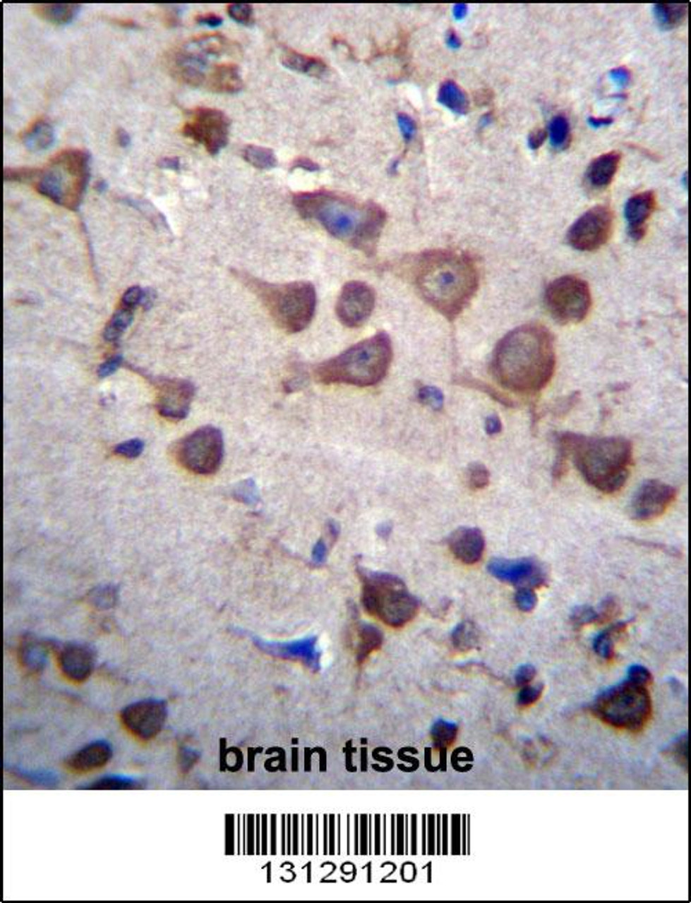 PIGA Antibody immunohistochemistry analysis in formalin fixed and paraffin embedded human brain tissue followed by peroxidase conjugation of the secondary antibody and DAB staining.