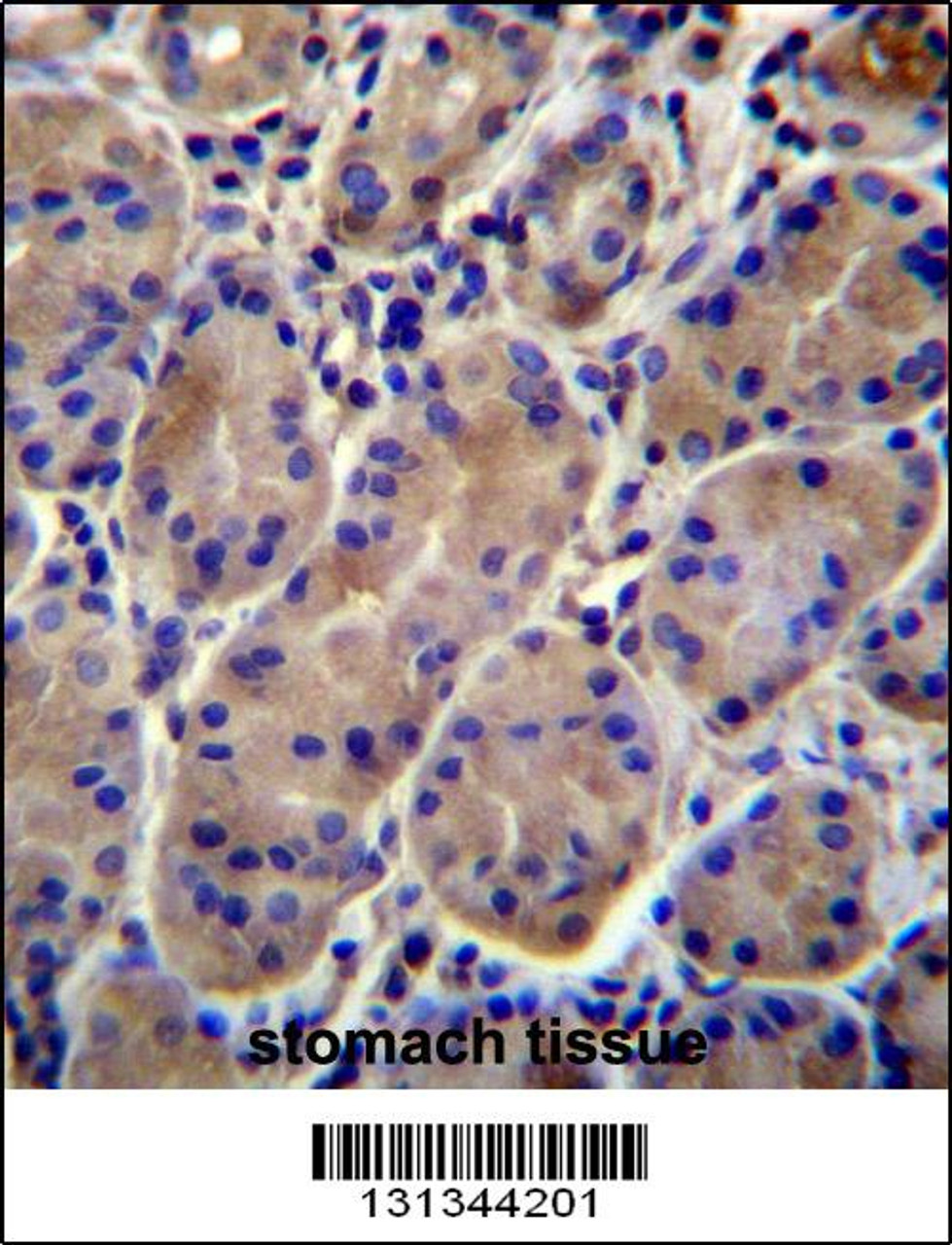 KCNJ13 Antibody immunohistochemistry analysis in formalin fixed and paraffin embedded human stomach tissue followed by peroxidase conjugation of the secondary antibody and DAB staining.