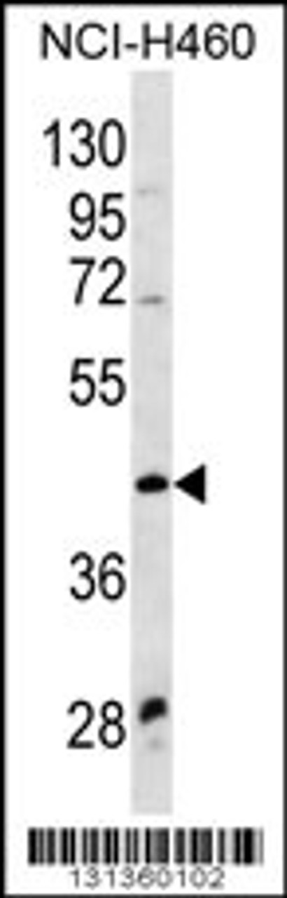 Western blot analysis in NCI-H460 cell line lysates (35ug/lane) .