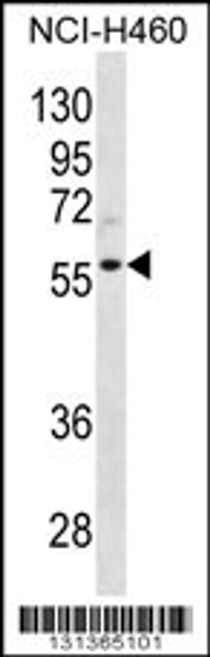 Western blot analysis in NCI-H460 cell line lysates (35ug/lane) .