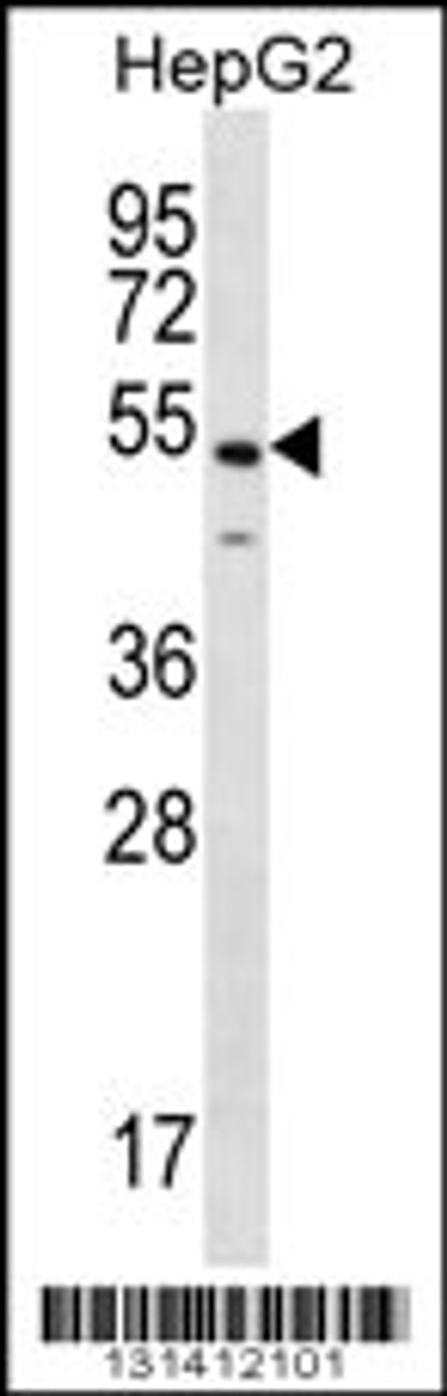 Western blot analysis in HepG2 cell line lysates (35ug/lane) .