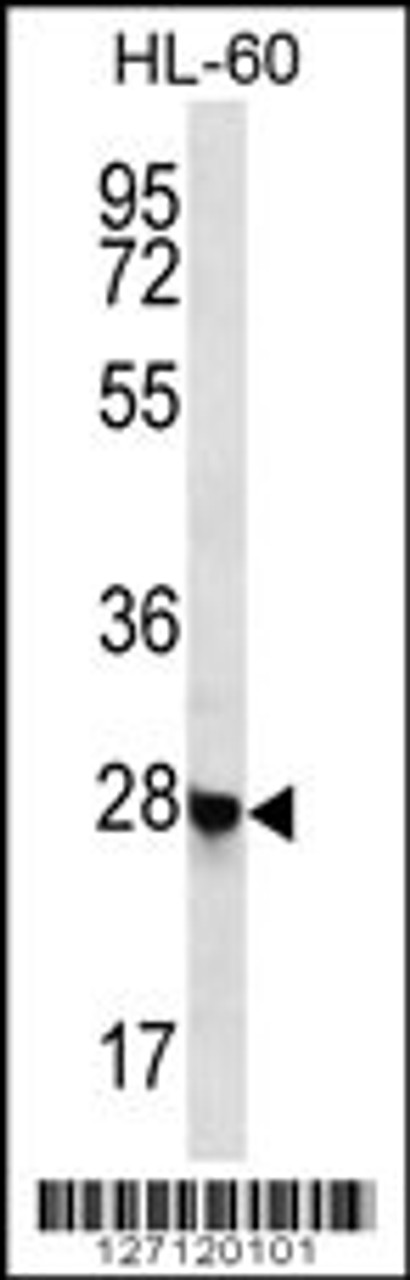 Western blot analysis in HL-60 cell line lysates (35ug/lane) .