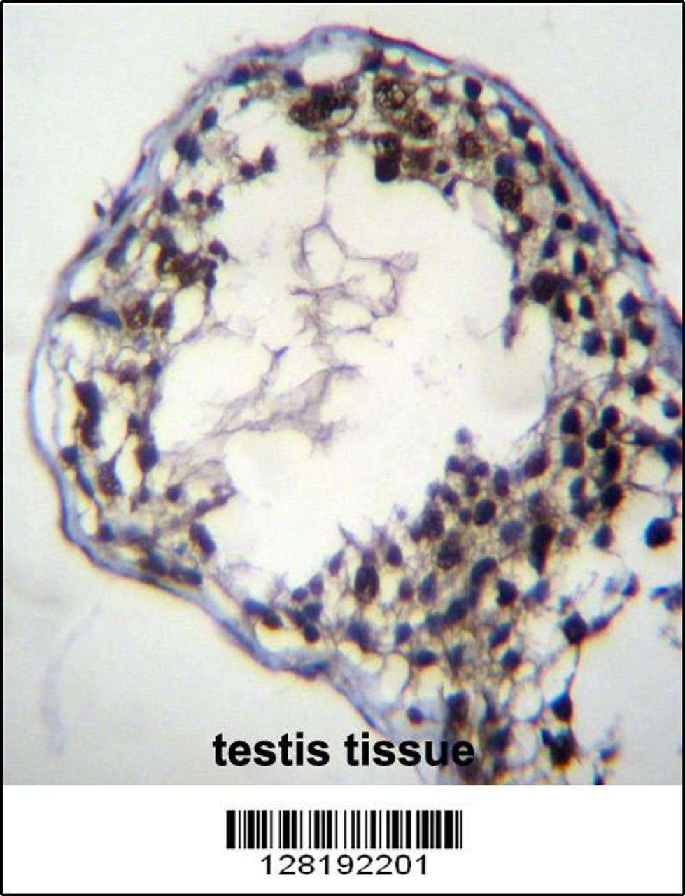 C7orf63 Antibody immunohistochemistry analysis in formalin fixed and paraffin embedded human testis tissue followed by peroxidase conjugation of the secondary antibody and DAB staining.