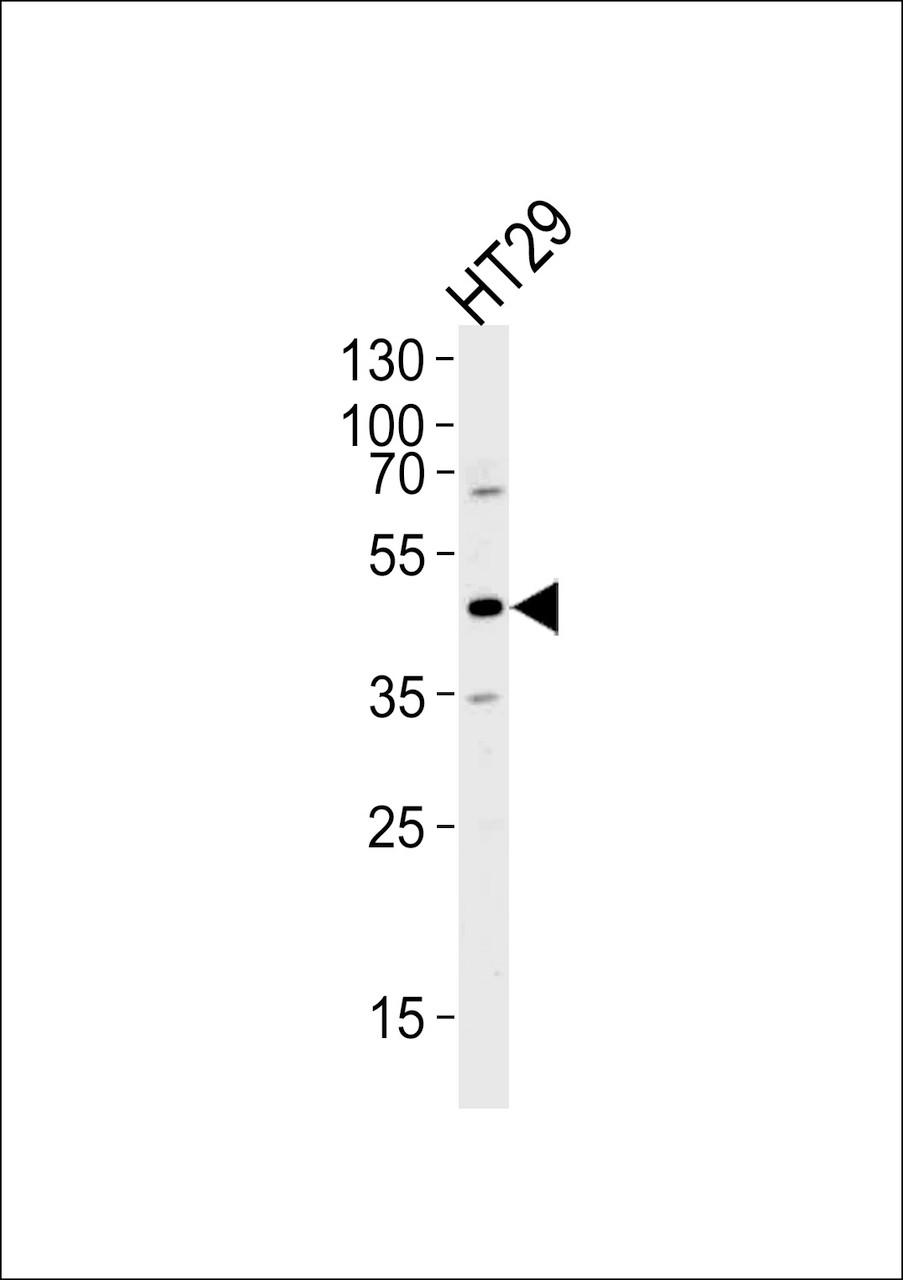 Western blot analysis of lysate from HT29 cell line, using RNH1 Antibody at 1:1000 at each lane