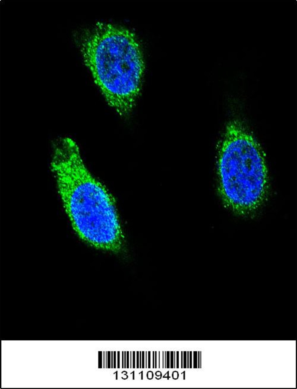Confocal immunofluorescent analysis of RNH1 Antibody with 293 cell followed by Alexa Fluor 488-conjugated goat anti-rabbit lgG (green) . DAPI was used to stain the cell nuclear (blue) .