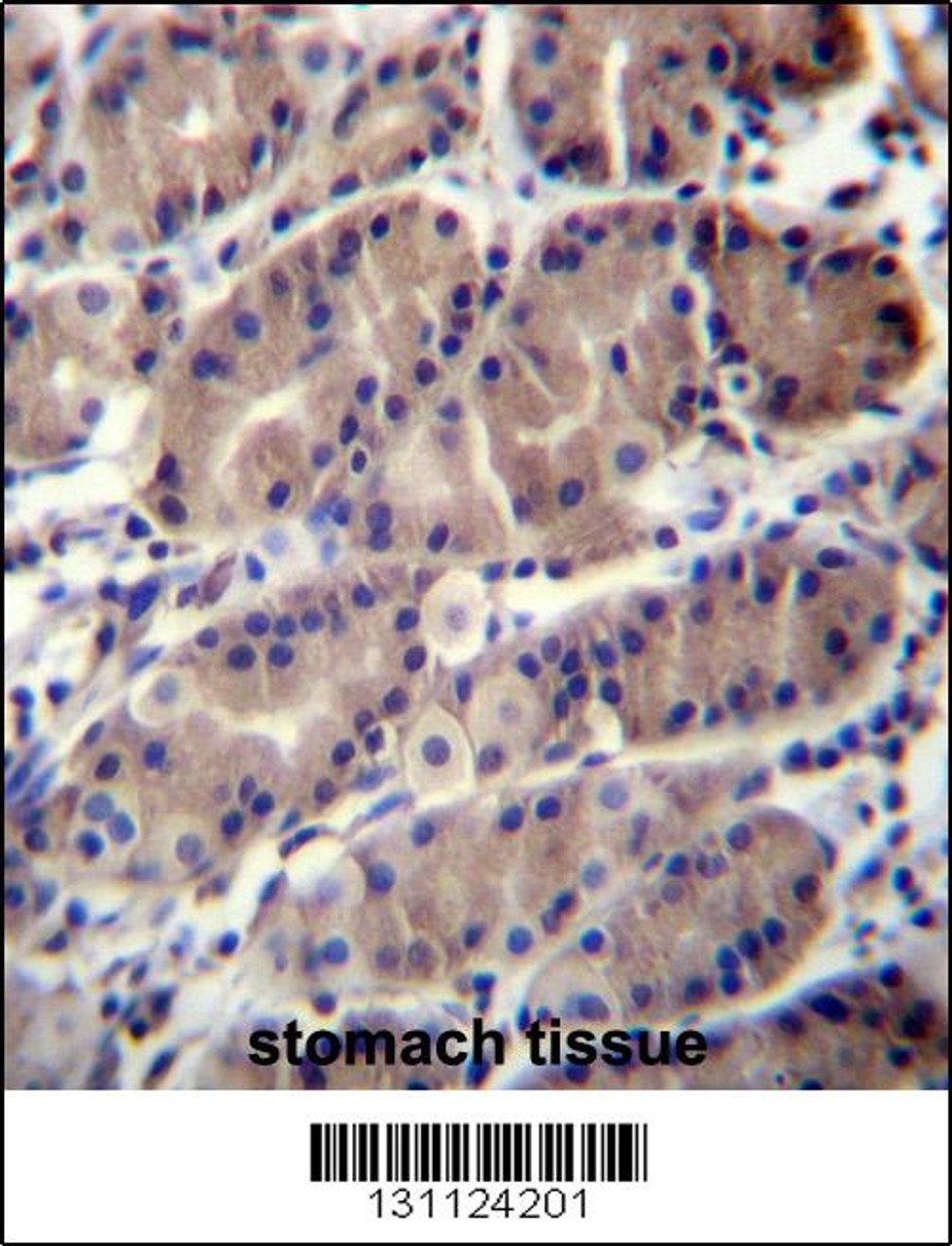 RNF5 Antibody immunohistochemistry analysis in formalin fixed and paraffin embedded human stomach tissue followed by peroxidase conjugation of the secondary antibody and DAB staining.