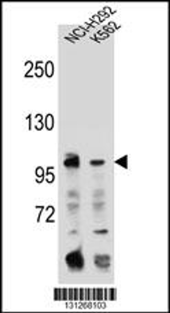 Western blot analysis in NCI-H292, K562 cell line lysates (35ug/lane) .