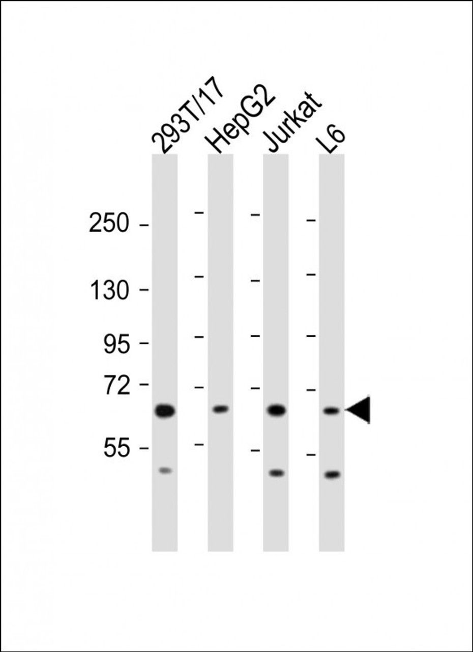 Western Blot at 1:2000 dilution Lane 1: 293T/17 whole cell lysate Lane 2: HepG2 whole cell lysate Lane 3: Jurkat whole cell lysate Lane 4: L6 whole cell lysate Lysates/proteins at 20 ug per lane.