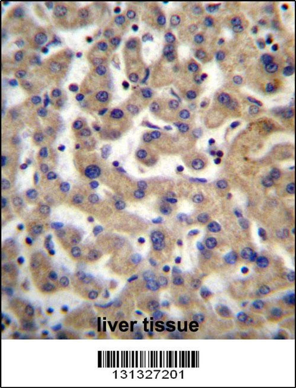 PDP1 Antibody immunohistochemistry analysis in formalin fixed and paraffin embedded human liver tissue followed by peroxidase conjugation of the secondary antibody and DAB staining.