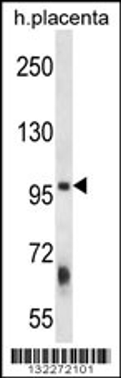 Western blot analysis in human placenta tissue lysates (35ug/lane) .