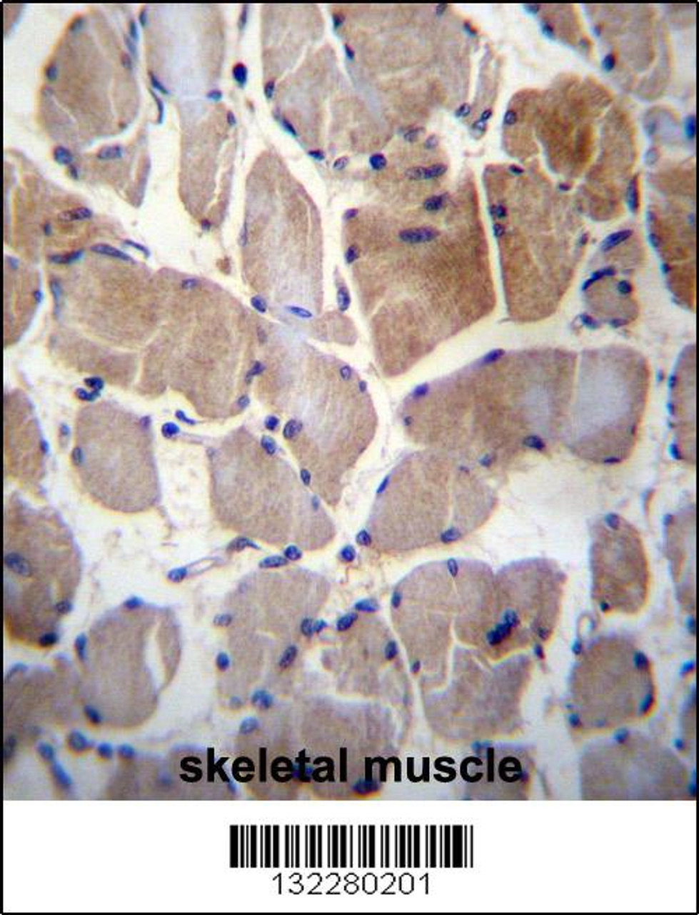 RPS6KC1 Antibody immunohistochemistry analysis in formalin fixed and paraffin embedded human skeletal muscle followed by peroxidase conjugation of the secondary antibody and DAB staining.