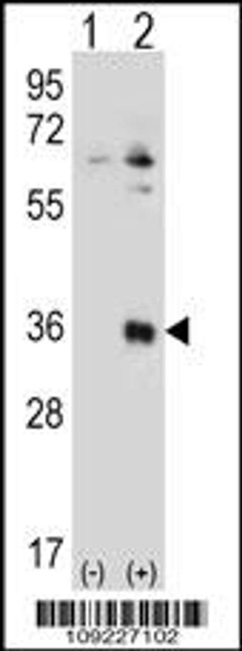 Western blot analysis of TSSK6 using rabbit polyclonal TSSK6 Antibody using 293 cell lysates (2 ug/lane) either nontransfected (Lane 1) or transiently transfected (Lane 2) with the TSSK6 gene.