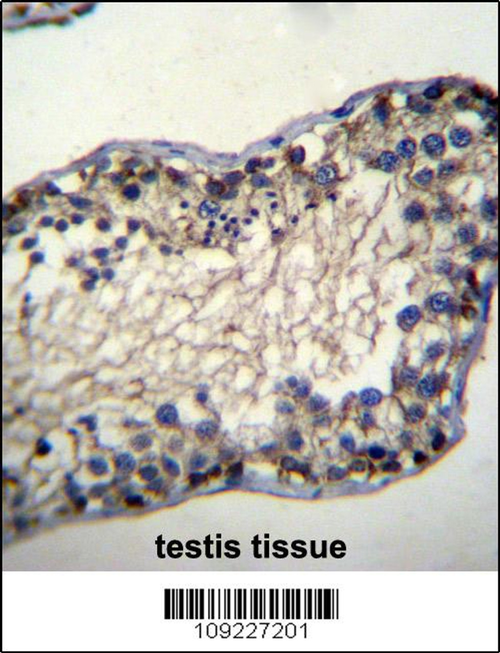 TSSK6 Antibody immunohistochemistry analysis in formalin fixed and paraffin embedded human testis tissue followed by peroxidase conjugation of the secondary antibody and DAB staining.