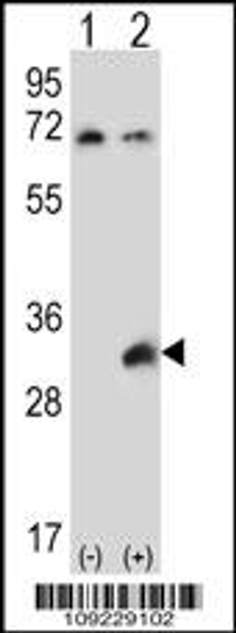 Western blot analysis of TSSK6 using rabbit polyclonal TSSK6 Antibody using 293 cell lysates (2 ug/lane) either nontransfected (Lane 1) or transiently transfected (Lane 2) with the TSSK6 gene.