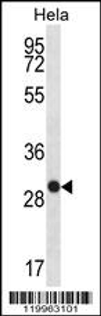 Western blot analysis in Hela cell line lysates (35ug/lane) .This demonstrates the WFDC1 antibody detected the WFDC1 protein (arrow) .