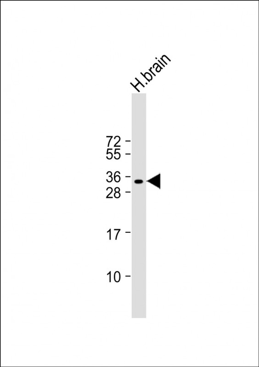 Western Blot at 1:1000 dilution + human brain lysate Lysates/proteins at 20 ug per lane.