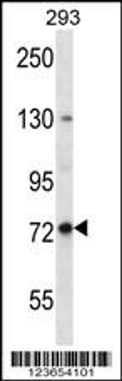 Western blot analysis in 293 cell line lysates (35ug/lane) .