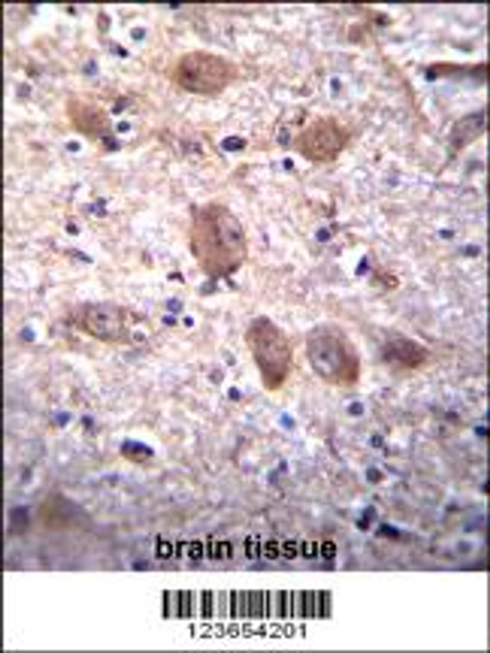 SPG7 Antibody immunohistochemistry analysis in formalin fixed and paraffin embedded human brain tissue followed by peroxidase conjugation of the secondary antibody and DAB staining.