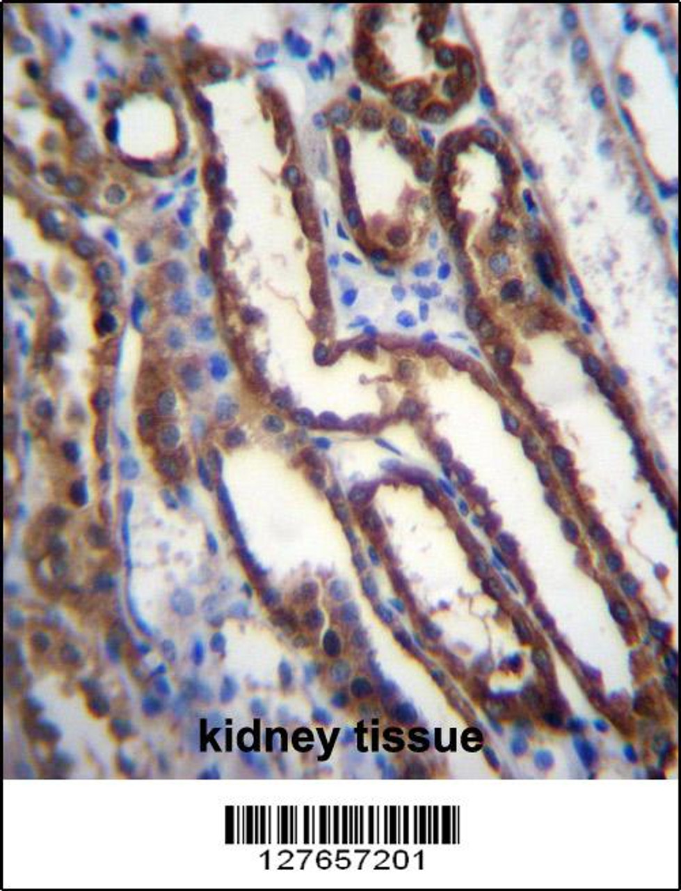 NXN Antibody immunohistochemistry analysis in formalin fixed and paraffin embedded human kidney tissue followed by peroxidase conjugation of the secondary antibody and DAB staining.