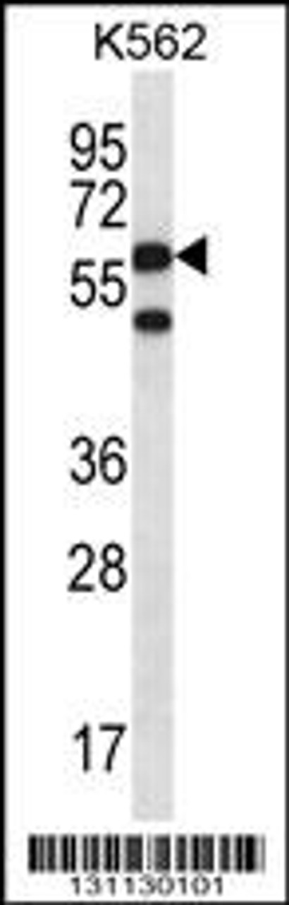 Western blot analysis in K562 cell line lysates (35ug/lane) .