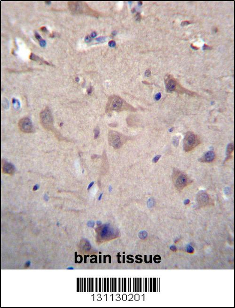 CCT8 Antibody immunohistochemistry analysis in formalin fixed and paraffin embedded human brain tissue followed by peroxidase conjugation of the secondary antibody and DAB staining.