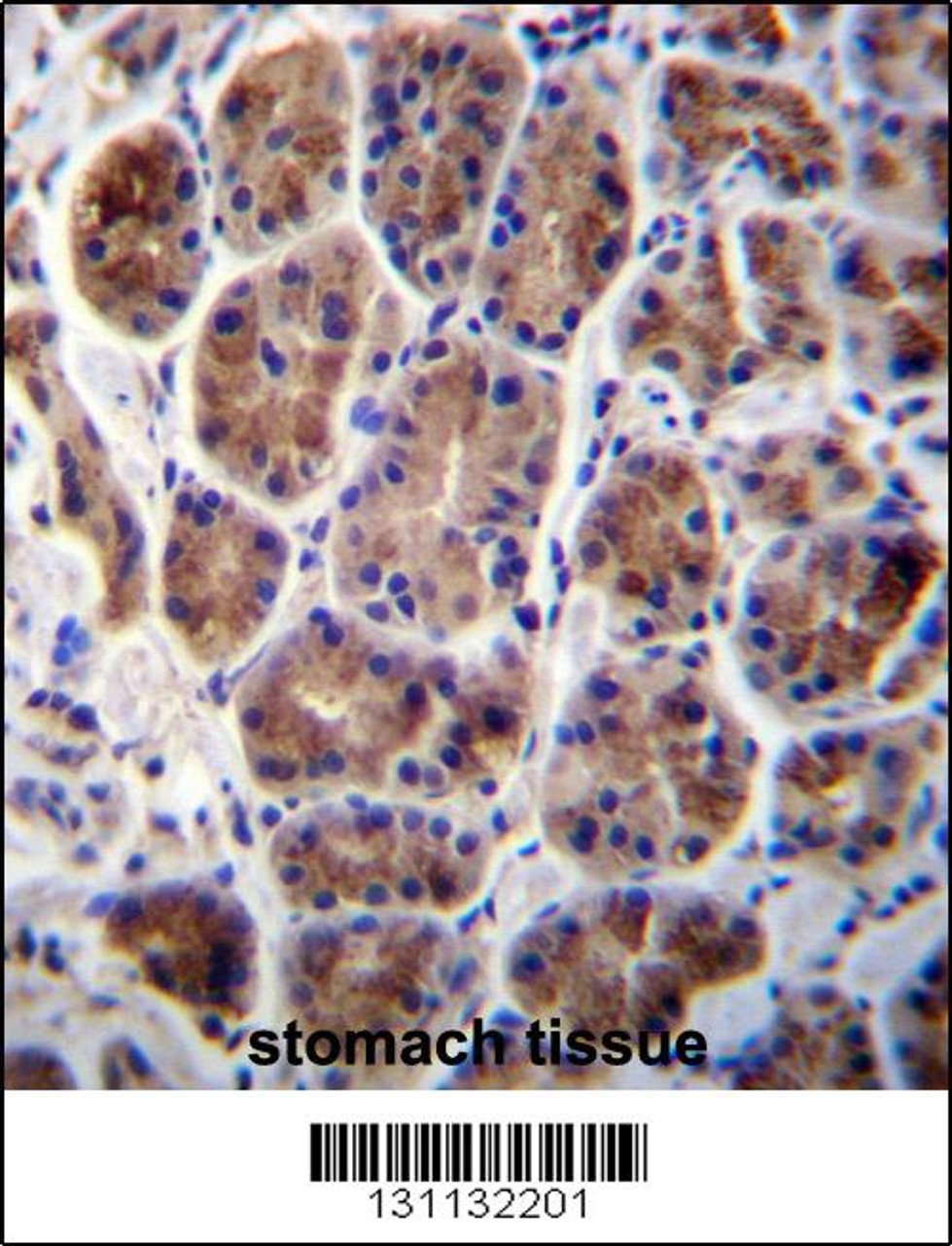 MAN2A2 Antibody immunohistochemistry analysis in formalin fixed and paraffin embedded human stomach tissue followed by peroxidase conjugation of the secondary antibody and DAB staining.