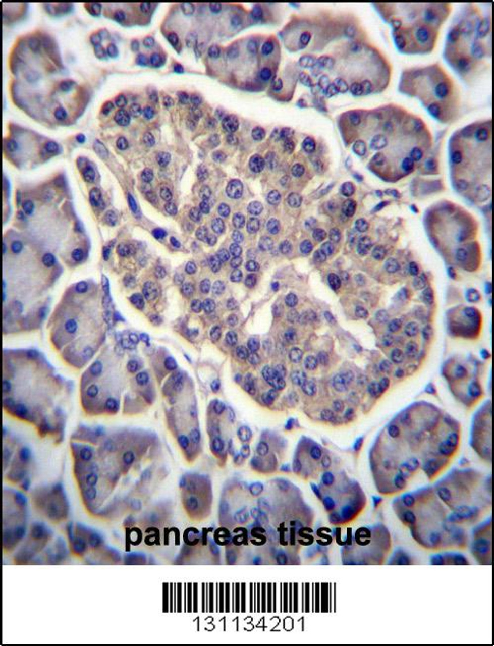 GPD2 Antibody immunohistochemistry analysis in formalin fixed and paraffin embedded human pancreas tissue followed by peroxidase conjugation of the secondary antibody and DAB staining.