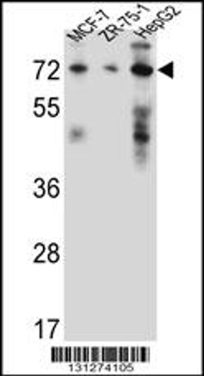Western blot analysis in MCF-7, ZR-75-1, HepG2 cell line lysates (35ug/lane) .