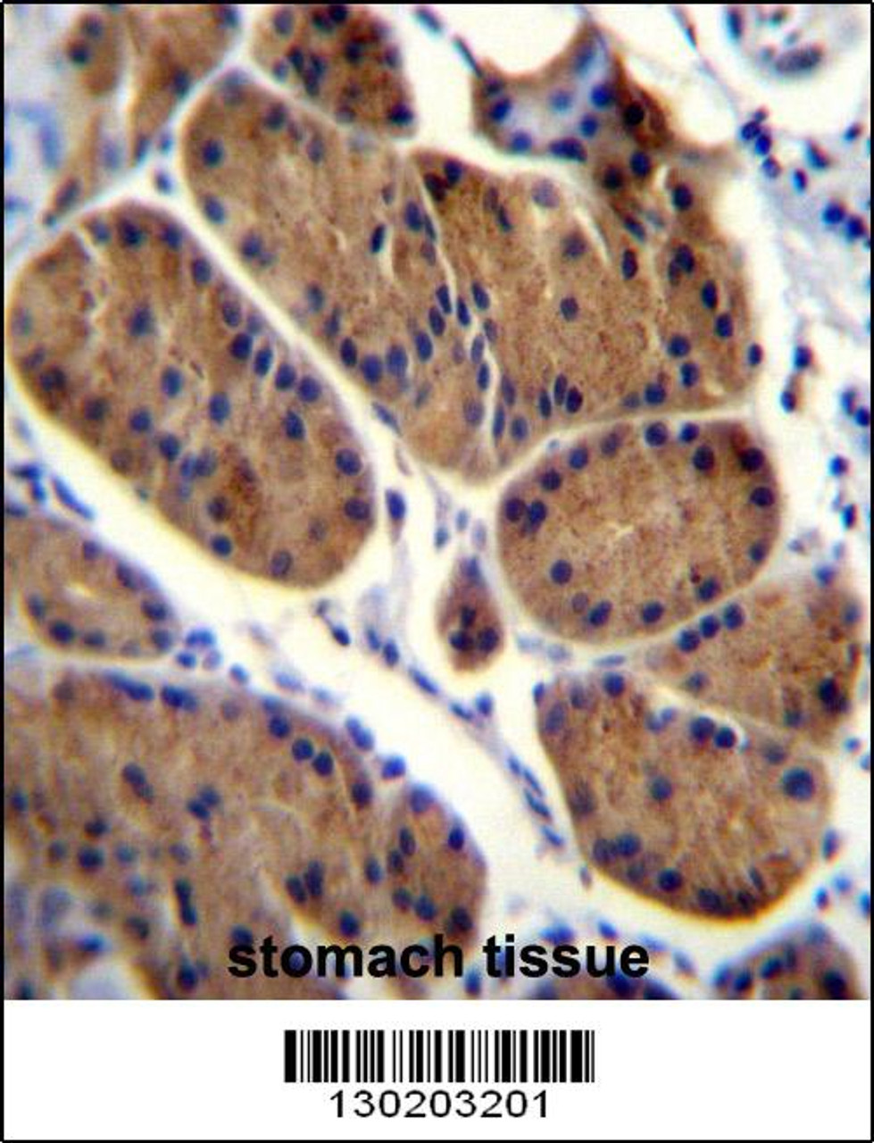 NDUFS8 Antibody immunohistochemistry analysis in formalin fixed and paraffin embedded human stomach tissue followed by peroxidase conjugation of the secondary antibody and DAB staining.