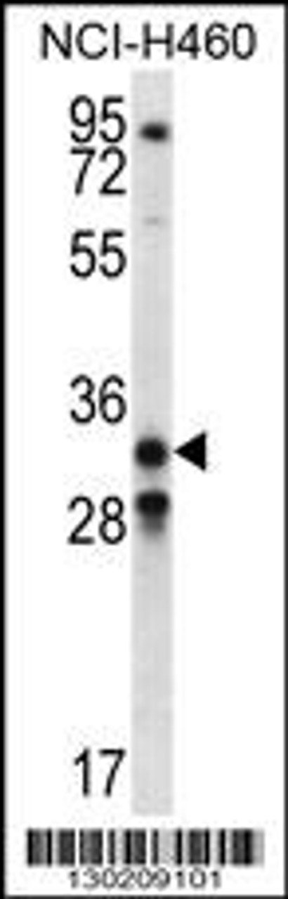 Western blot analysis in NCI-H460 cell line lysates (35ug/lane) .