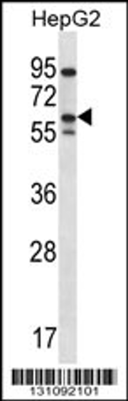 Western blot analysis in HepG2 cell line lysates (35ug/lane) .